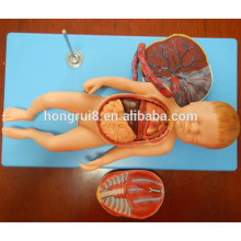 ISO Advanced Anatomical Model of Fetus with Viscus and Placenta, Fetus model